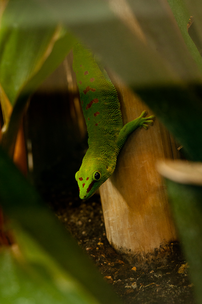 Der Gekko vom Luisenpark