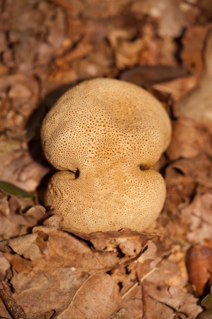 Der geknickte Pilz