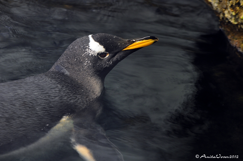 Der gelassene Pinguin