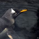 Der gelassene Pinguin