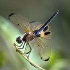 Der gelb gestreifte Flatterer (Rhyothemis phyllis)