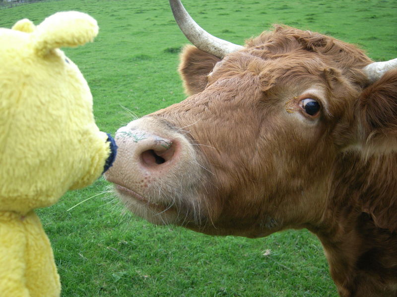 Der gelbe Bär auf der Weide