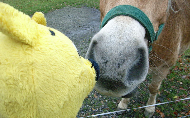 Der gelbe Bär beim Extreme-Haflinger-Nosing