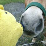 Der gelbe Bär beim Extreme-Haflinger-Nosing