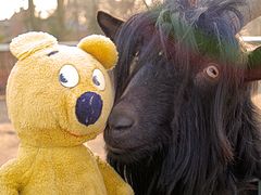 Der gelbe Bär beim schwarzen Bock