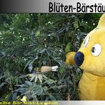 Der gelbe Bär Bild Lexikon - Blüten-Bärstäuber