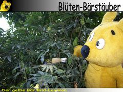 Der gelbe Bär Bild Lexikon - Blüten-Bärstäuber