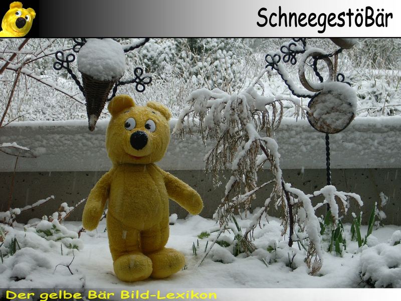 Der gelbe Bär Bild-Lexikon - SchneegestöBär