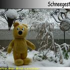 Der gelbe Bär Bild-Lexikon - SchneegestöBär