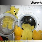 Der gelbe Bär Bild Lexikon - WaschBär