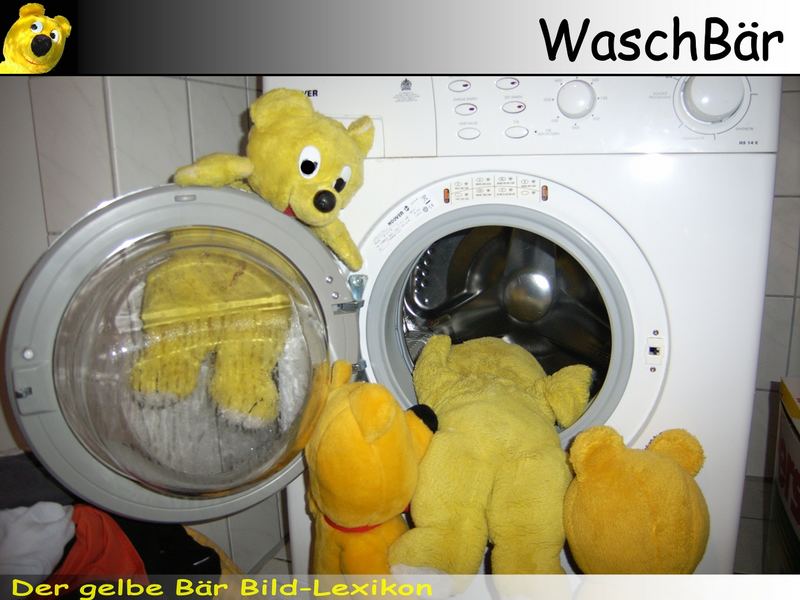 Der gelbe Bär Bild Lexikon - WaschBär