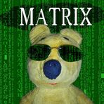 Der gelbe Bär entert die Matrix