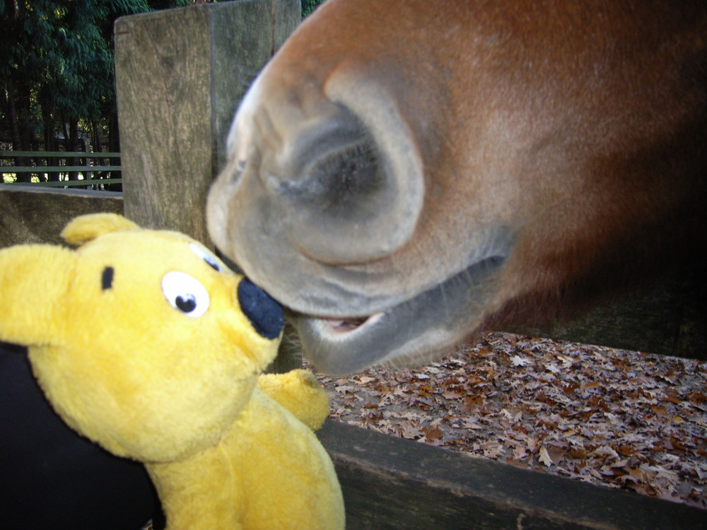 Der gelbe Bär entzieht sich dem Gefressen werden