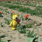 Der gelbe Bär hilft Tulpen ernten