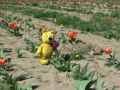 Der gelbe Bär hilft Tulpen ernten