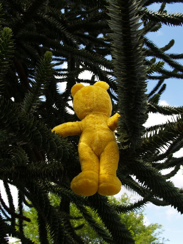 Der gelbe Bär im Baum