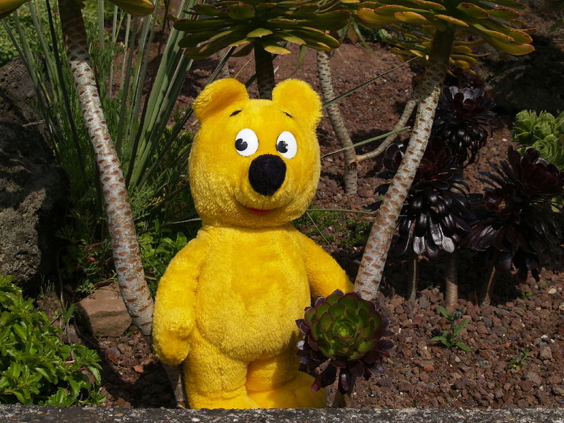 Der gelbe Bär im botanischen Garten