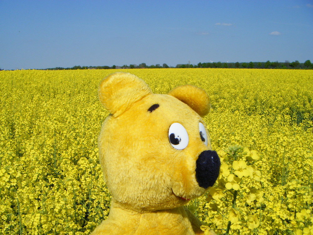 Der gelbe Bär im gelben Meer (Rapsfeld)