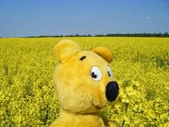 Der gelbe Bär im gelben Meer (Rapsfeld)