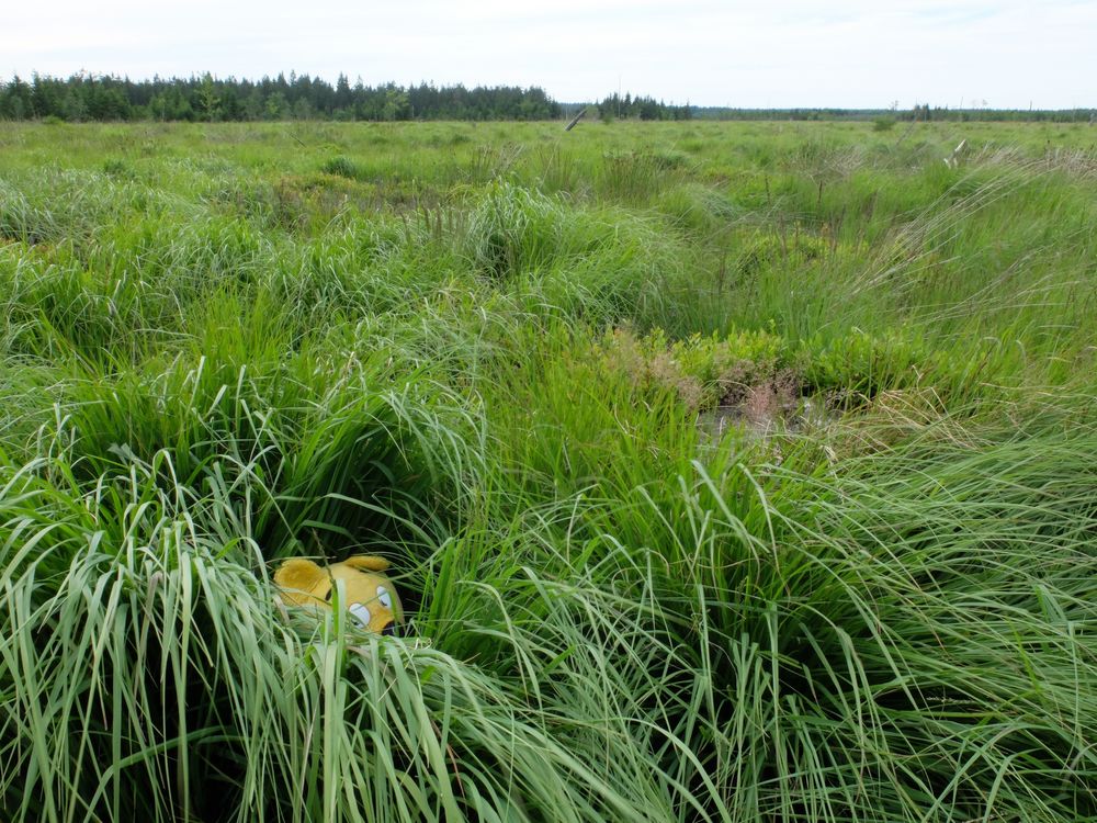 Der gelbe Bär im Hochmoor