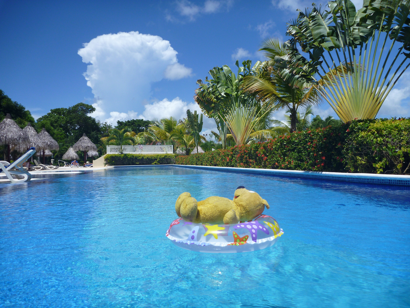 Der gelbe Bär im Pool