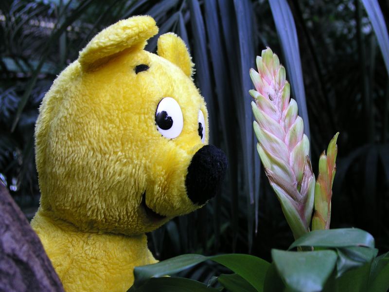 Der gelbe Bär im Tropenhaus