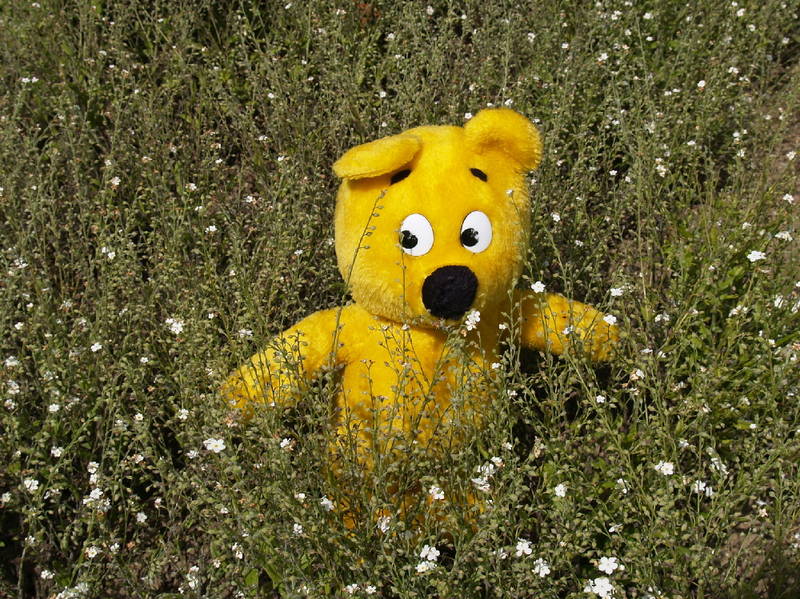 Der gelbe Bär in Blumenfeld