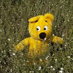 Der gelbe Bär in Blumenfeld
