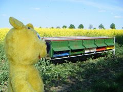 Der gelbe Bär in der Raps-Honig-Fabrik