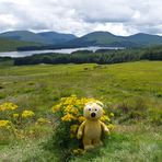 Der gelbe Bär in Schottland