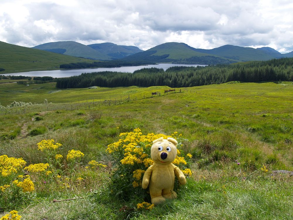 Der gelbe Bär in Schottland