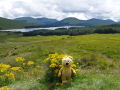Der gelbe Bär in Schottland