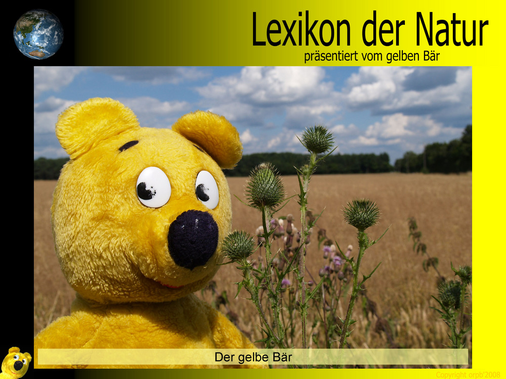 Der gelbe Bär Naturlexikon