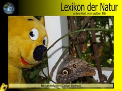 Der gelbe Bär Naturlexikon - Bananenfalter