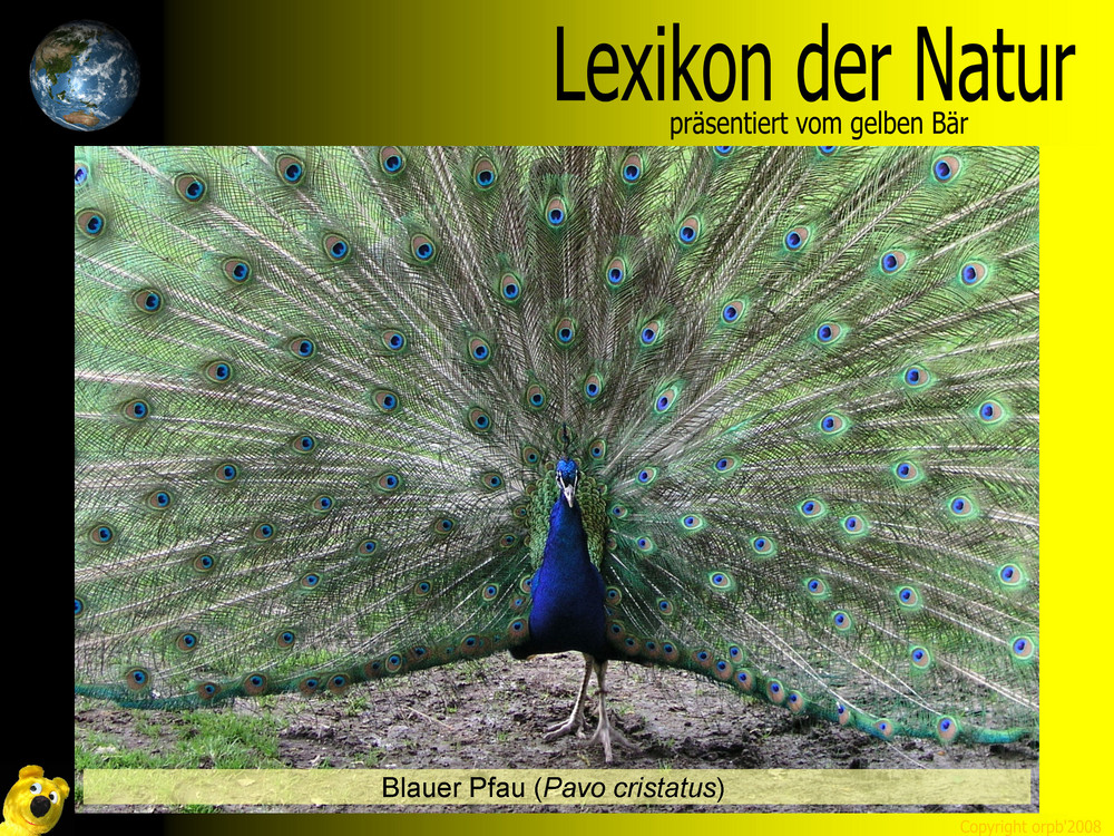Der gelbe Bär Naturlexikon - Blauer Pfau