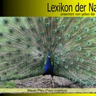 Der gelbe Bär Naturlexikon - Blauer Pfau