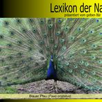 Der gelbe Bär Naturlexikon - Blauer Pfau