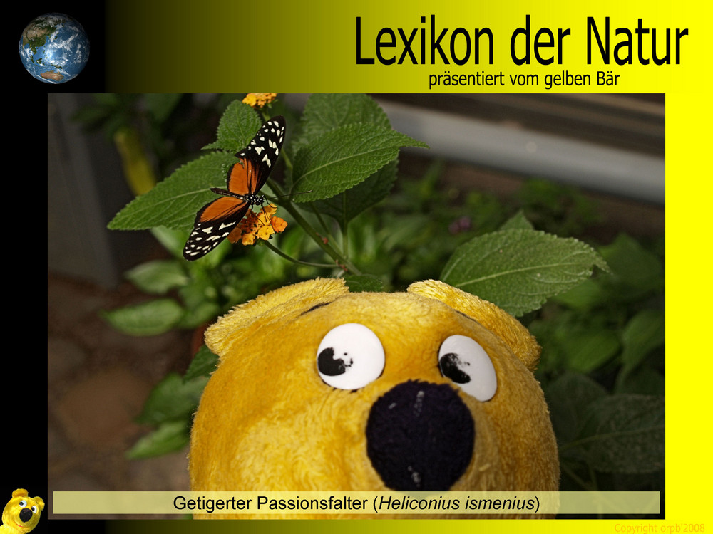 Der gelbe Bär Naturlexikon - Getigerter Passionsfalter