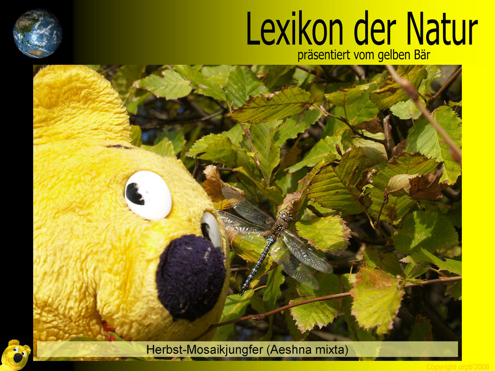 Der gelbe Bär Naturlexikon - Herbst Mosaikjungfer