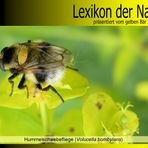 Der gelbe Bär Naturlexikon - Hummelschwebefliege