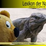 Der gelbe Bär Naturlexikon - Nashornleguan