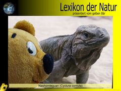 Der gelbe Bär Naturlexikon - Nashornleguan