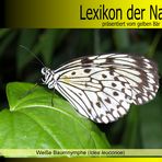 Der gelbe Bär Naturlexikon - Weiße Baumnymphe