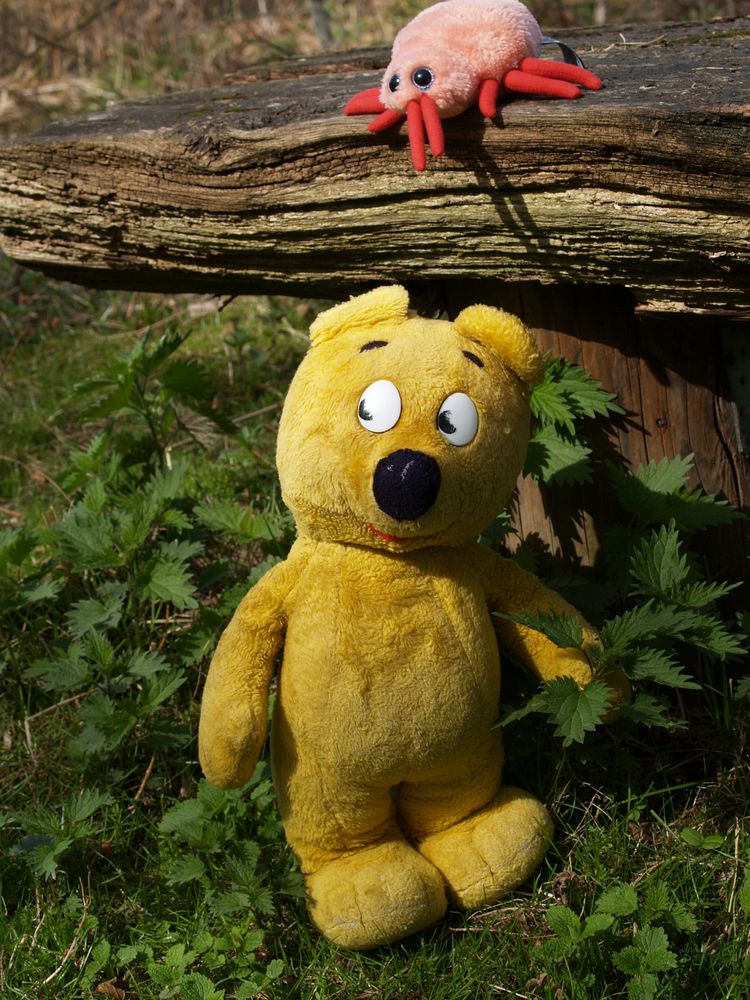 Der gelbe Bär warnt - Zeckenzeit