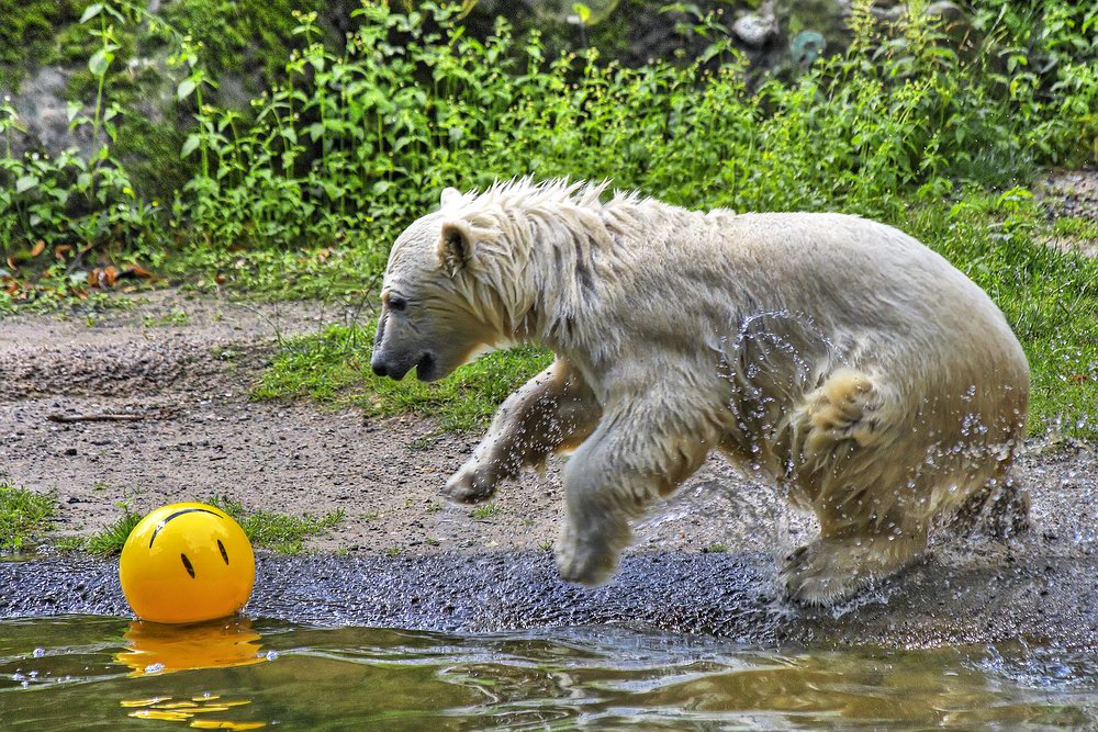 .. der gelbe Ball ...