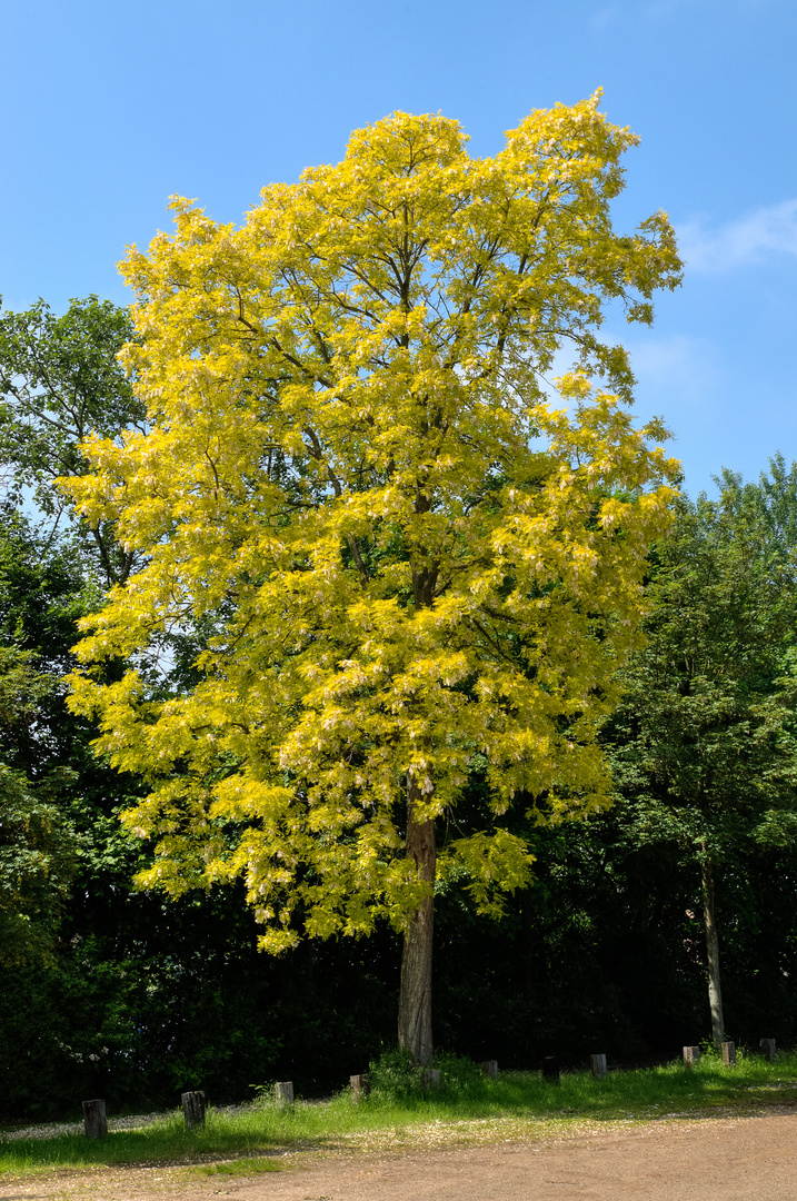 Der Gelbe Baum