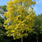 Der Gelbe Baum