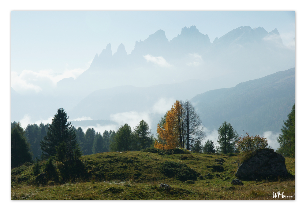 Der gelbe Baum - Dolomiten