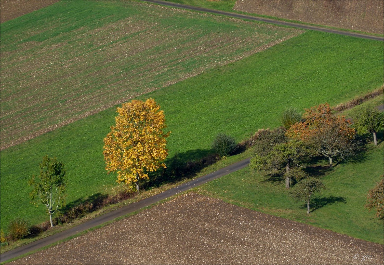 Der gelbe Baum