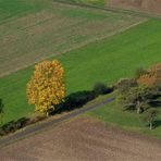 Der gelbe Baum